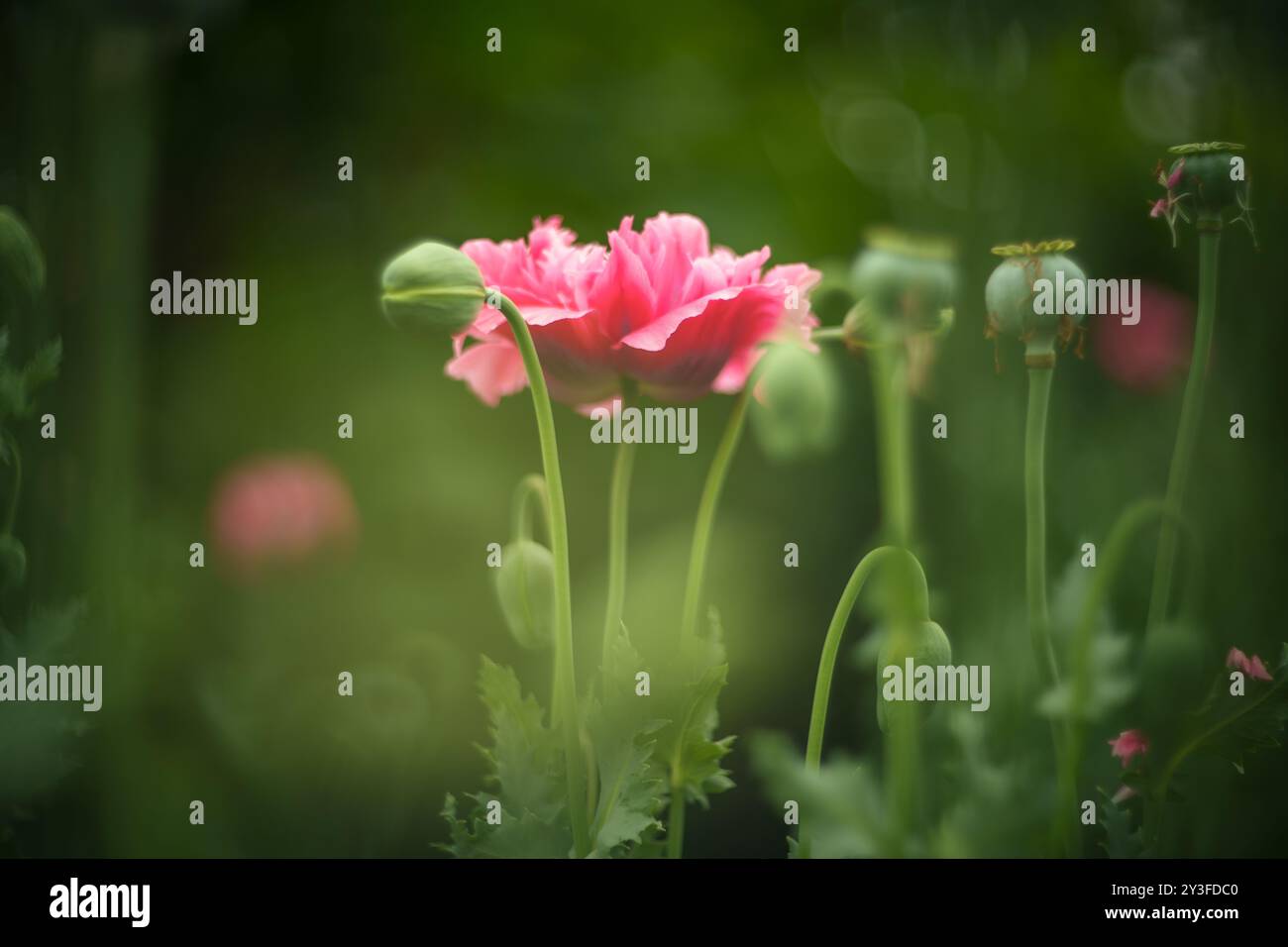 Ein leuchtender rosafarbener Mohn hebt sich auf einem Feld hervor, dessen Blütenblätter leicht gerafft und offen sind und sich in einem weichen, natürlichen Licht erfreuen. Um die Blume herum sind grüne B Stockfoto