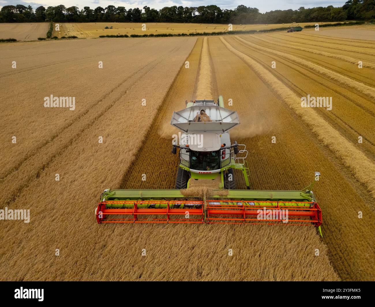 Rosyth, Schottland, Großbritannien. September 2024. Luftaufnahmen eines Mähdreschers, der auf dem Feld in der Nähe von Rosyth in Fife arbeitet. Sie hat es den Landwirten ermöglicht, ihre Ernte nach einem schlechten Sommer zu ernten. Iain Masterton/Alamy Live News Stockfoto