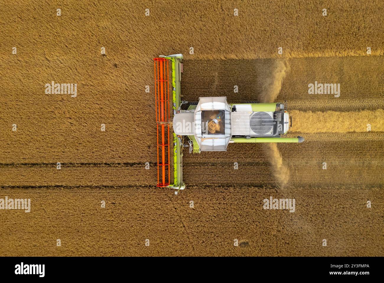 Rosyth, Schottland, Großbritannien. September 2024. Luftaufnahmen eines Mähdreschers, der auf dem Feld in der Nähe von Rosyth in Fife arbeitet. Sie hat es den Landwirten ermöglicht, ihre Ernte nach einem schlechten Sommer zu ernten. Iain Masterton/Alamy Live News Stockfoto