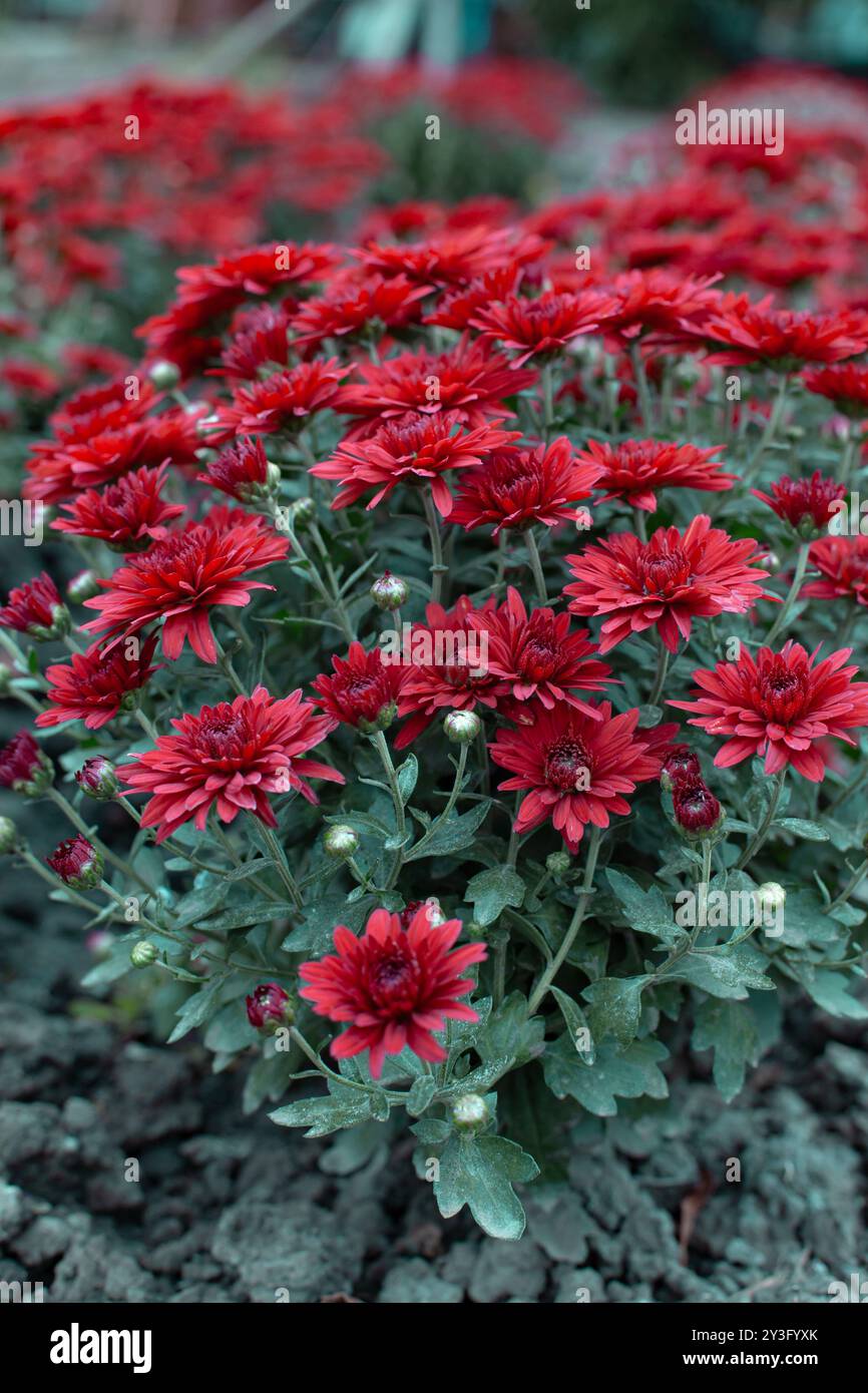 Dekorative rote Mütter, die in einem Kulturblumenbeet blühen. Nahaufnahme, selektiver Fokus mit Kopierbereich. Stockfoto