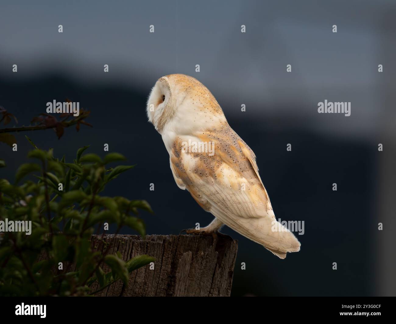 Wunderschöne wilde Scheuneneule auf einem Baumstumpf [ latin tyto alba ] im Portbury Wharf Naturschutzgebiet in Großbritannien Stockfoto