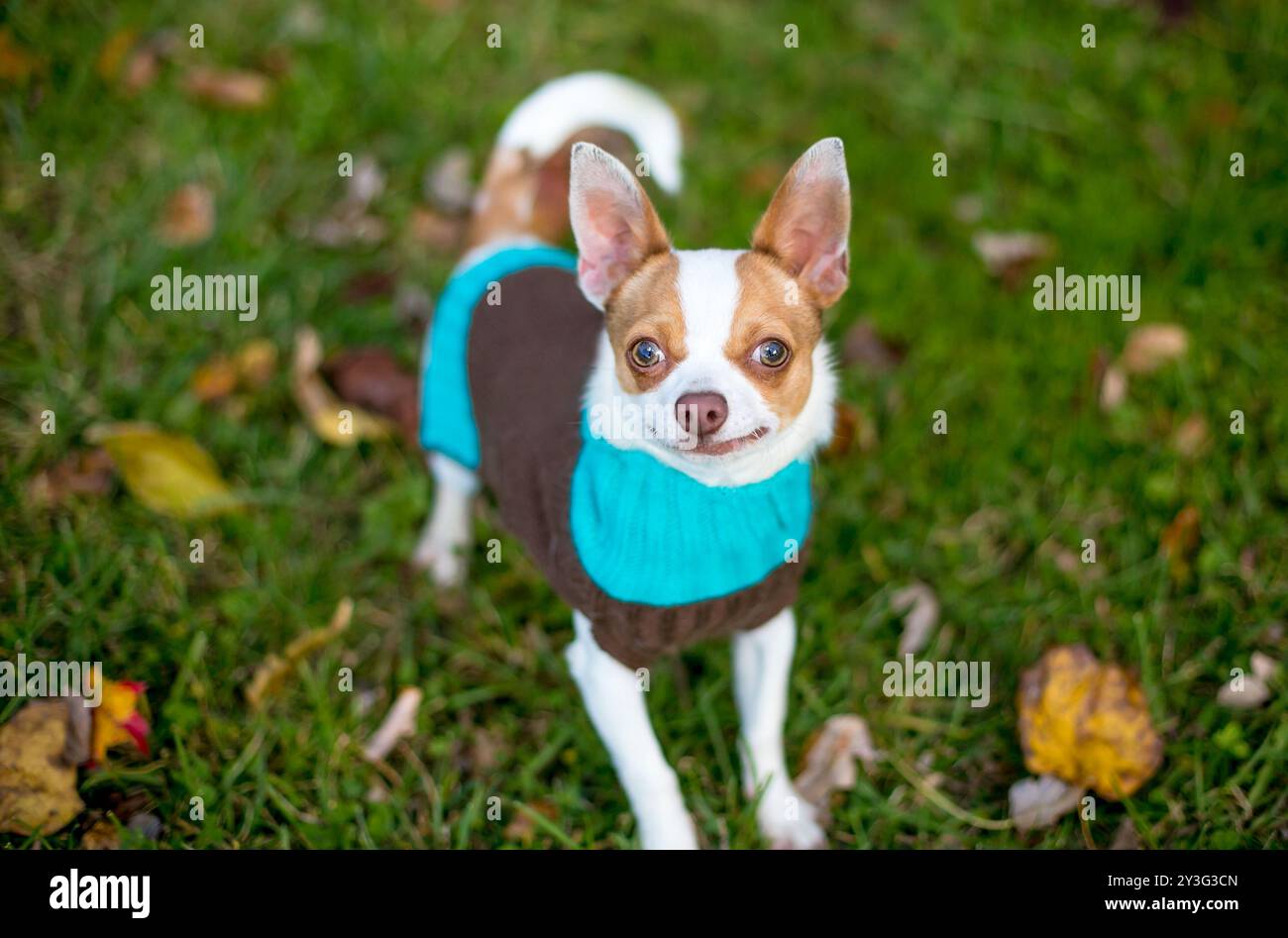 Ein reinrassiger Chihuahua-Hund, der draußen steht und einen Pullover trägt Stockfoto