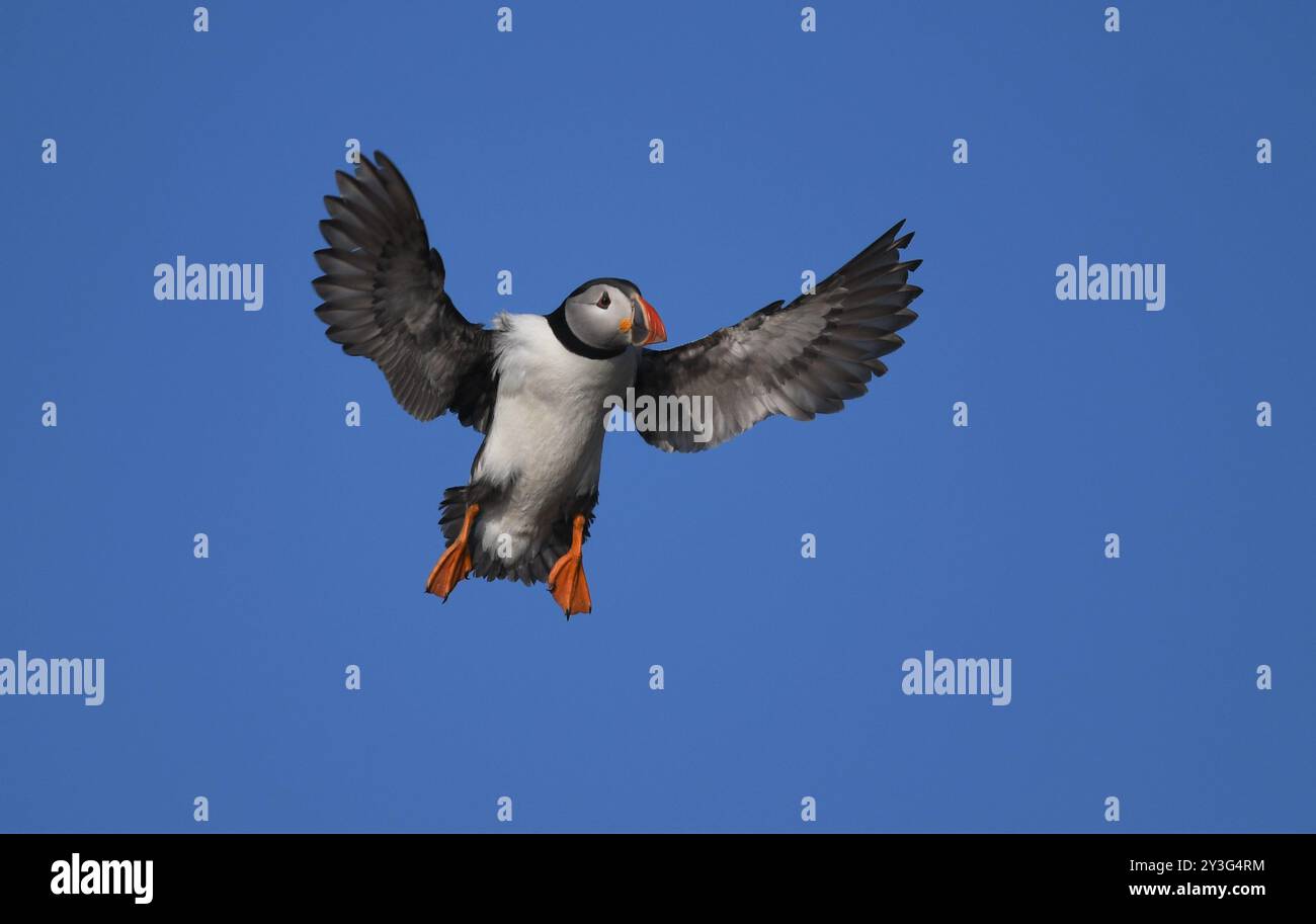 Puffin auf der Insel Skomer. Stockfoto