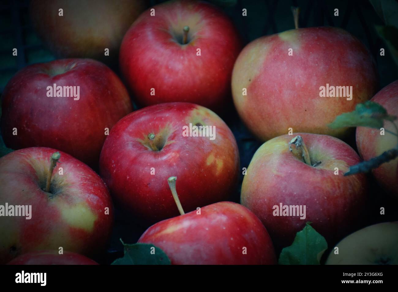 Das Foto zeigt frische, helle Äpfel, die von einem Baum geerntet wurden. Sie können in verschiedenen Sorten von grün bis rot und gelb sein, mit einem glänzenden Peel-Reflektin Stockfoto