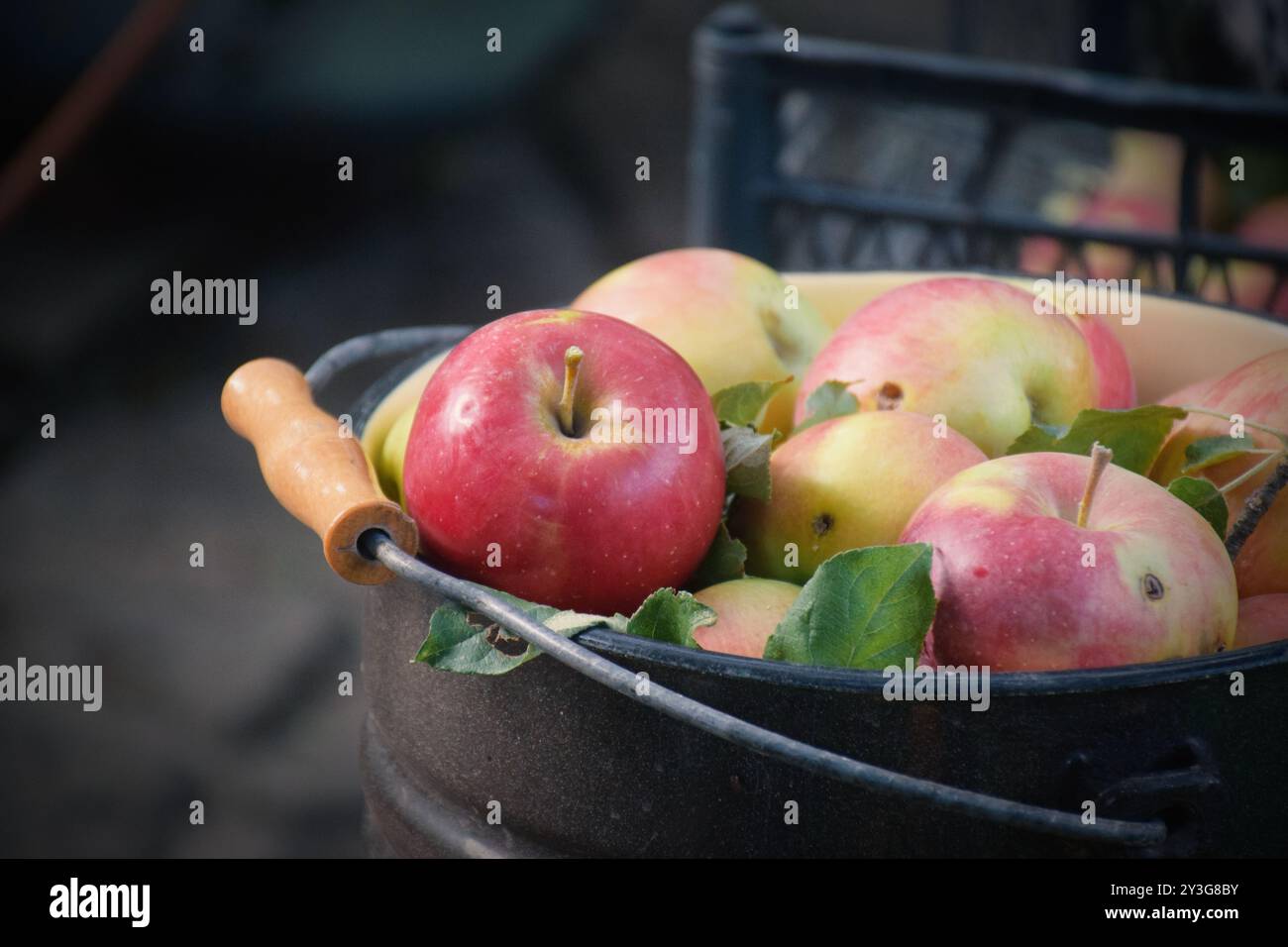 Das Foto zeigt frische, helle Äpfel, die von einem Baum geerntet wurden. Sie können in verschiedenen Sorten von grün bis rot und gelb sein, mit einem glänzenden Peel-Reflektin Stockfoto