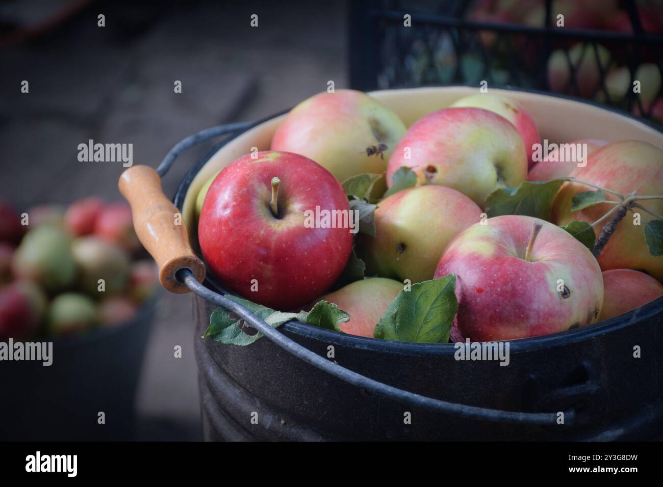 Das Foto zeigt frische, helle Äpfel, die von einem Baum geerntet wurden. Sie können in verschiedenen Sorten von grün bis rot und gelb sein, mit einem glänzenden Peel-Reflektin Stockfoto