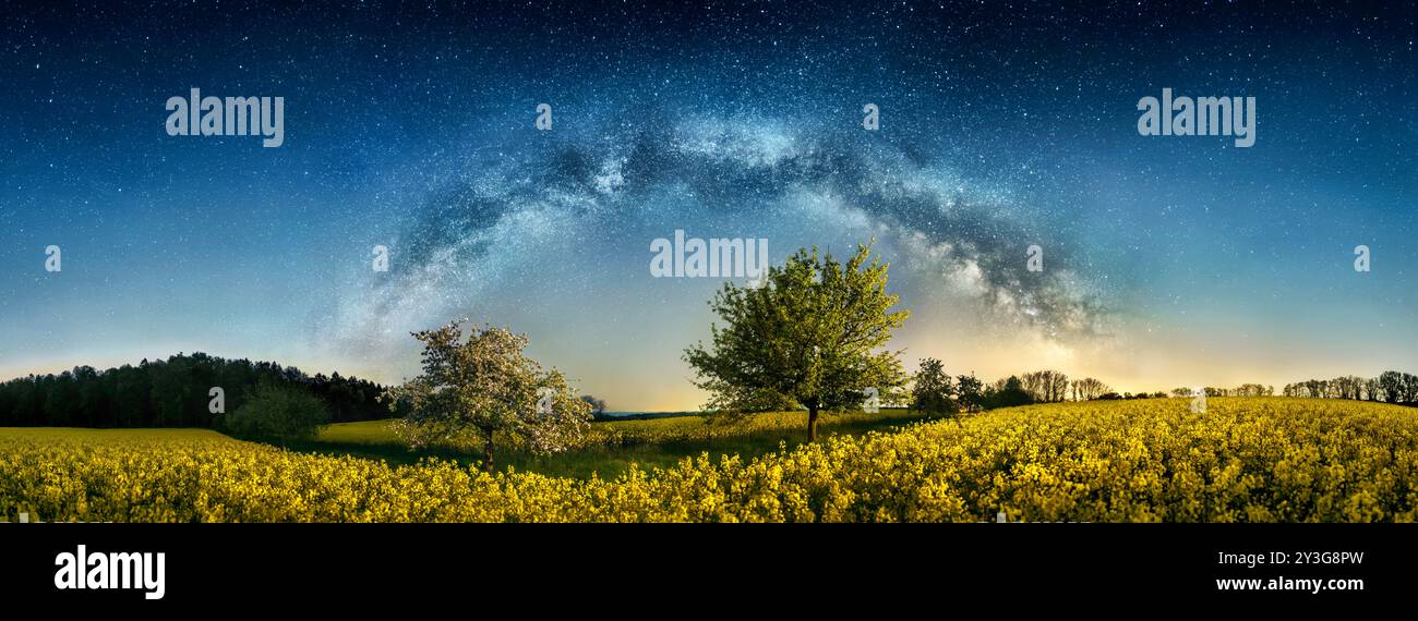 Die Milchstraße bildet eine Bogenform über dem Baum auf einem blühenden gelben Rapsfeld, eine herrliche, sternenklare Landschaft mit Panoramablick Stockfoto