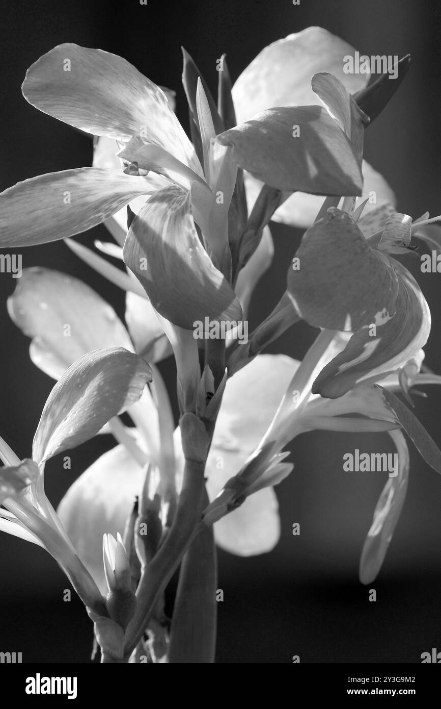 Diese Blume wurde in Schwarz-weiß geändert, um einen interessanten Kontrast zu bilden. Stockfoto
