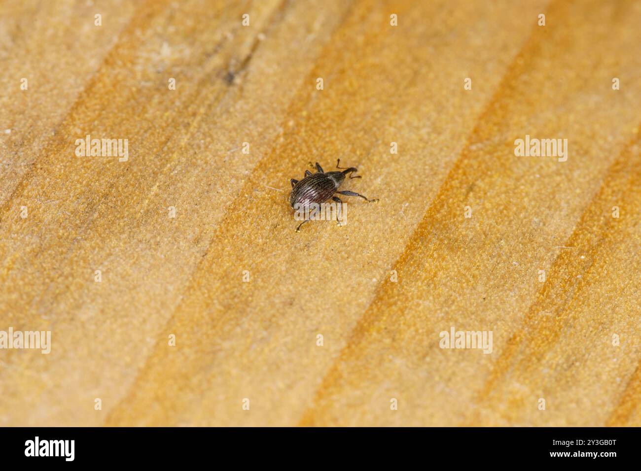 Anthonomus rubi Familie Curculionidae Gattung Anthonomus Erdbeerblüte Käfer wilde Natur Insektenfotografie, Bild, Tapete Stockfoto