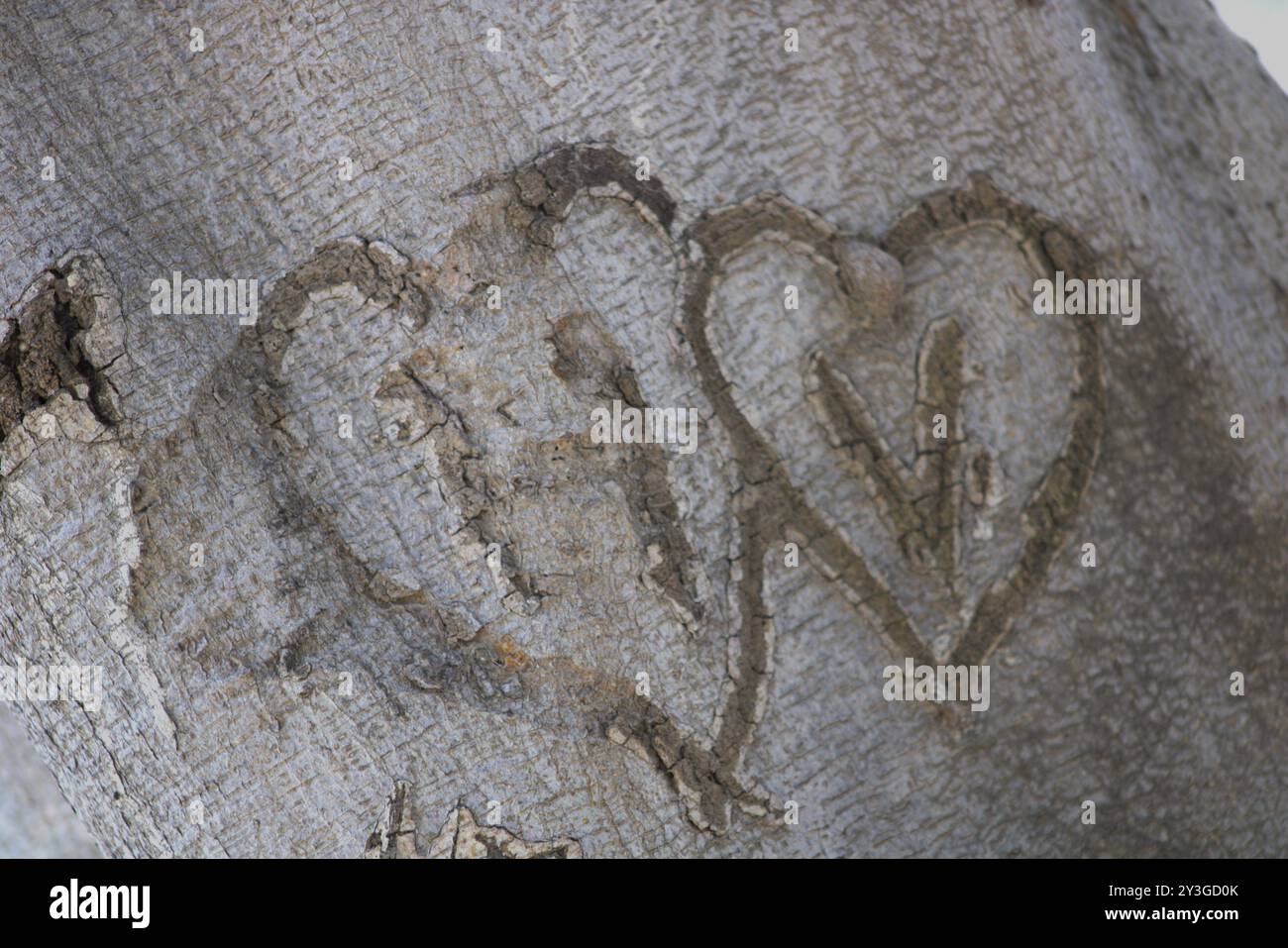Romantische Initialen für Paare in Baumstamm gehauen Stockfoto
