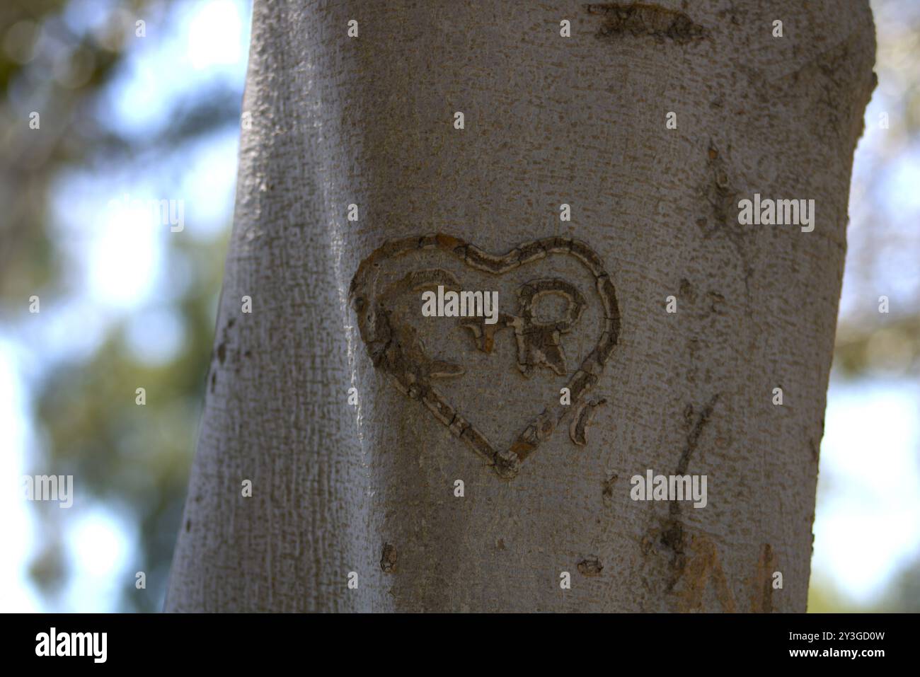 Romantische Initialen für Paare in Baumstamm gehauen Stockfoto