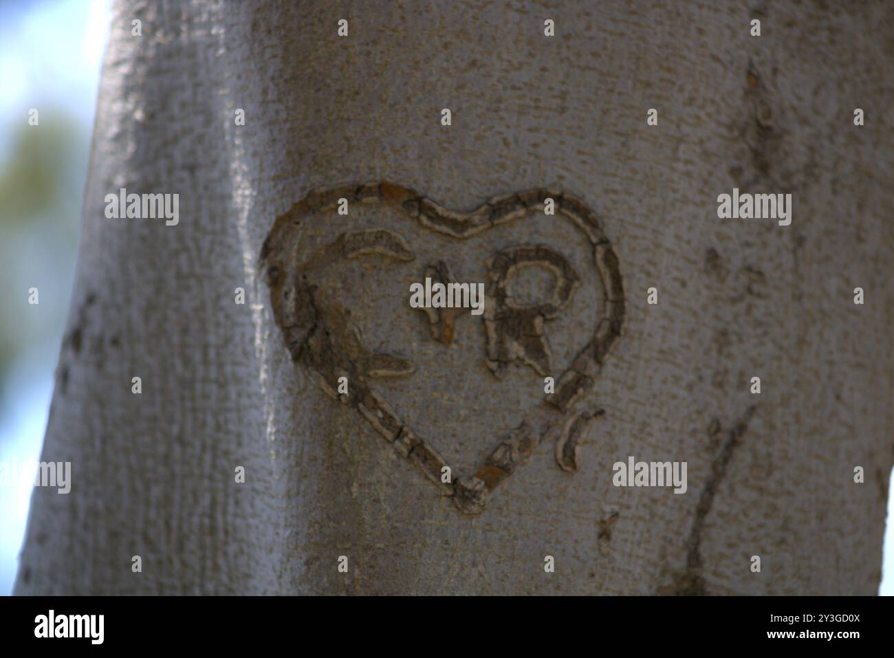 Romantische Initialen für Paare in Baumstamm gehauen Stockfoto