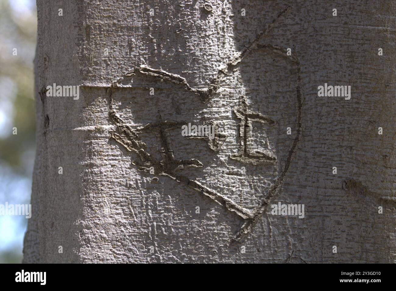 Romantische Initialen für Paare in Baumstamm gehauen Stockfoto