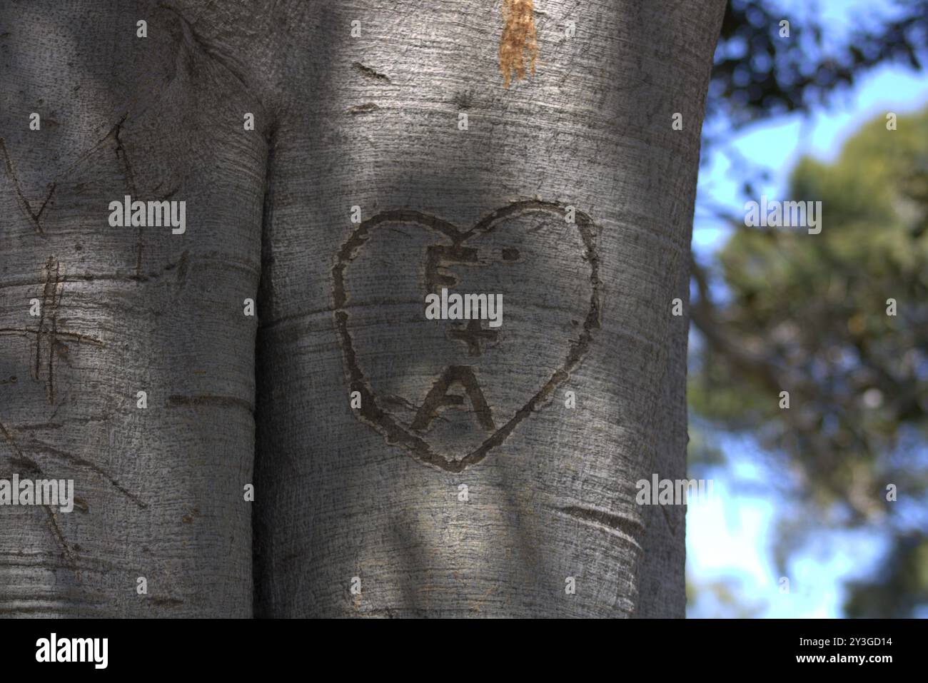 Romantische Initialen für Paare in Baumstamm gehauen Stockfoto