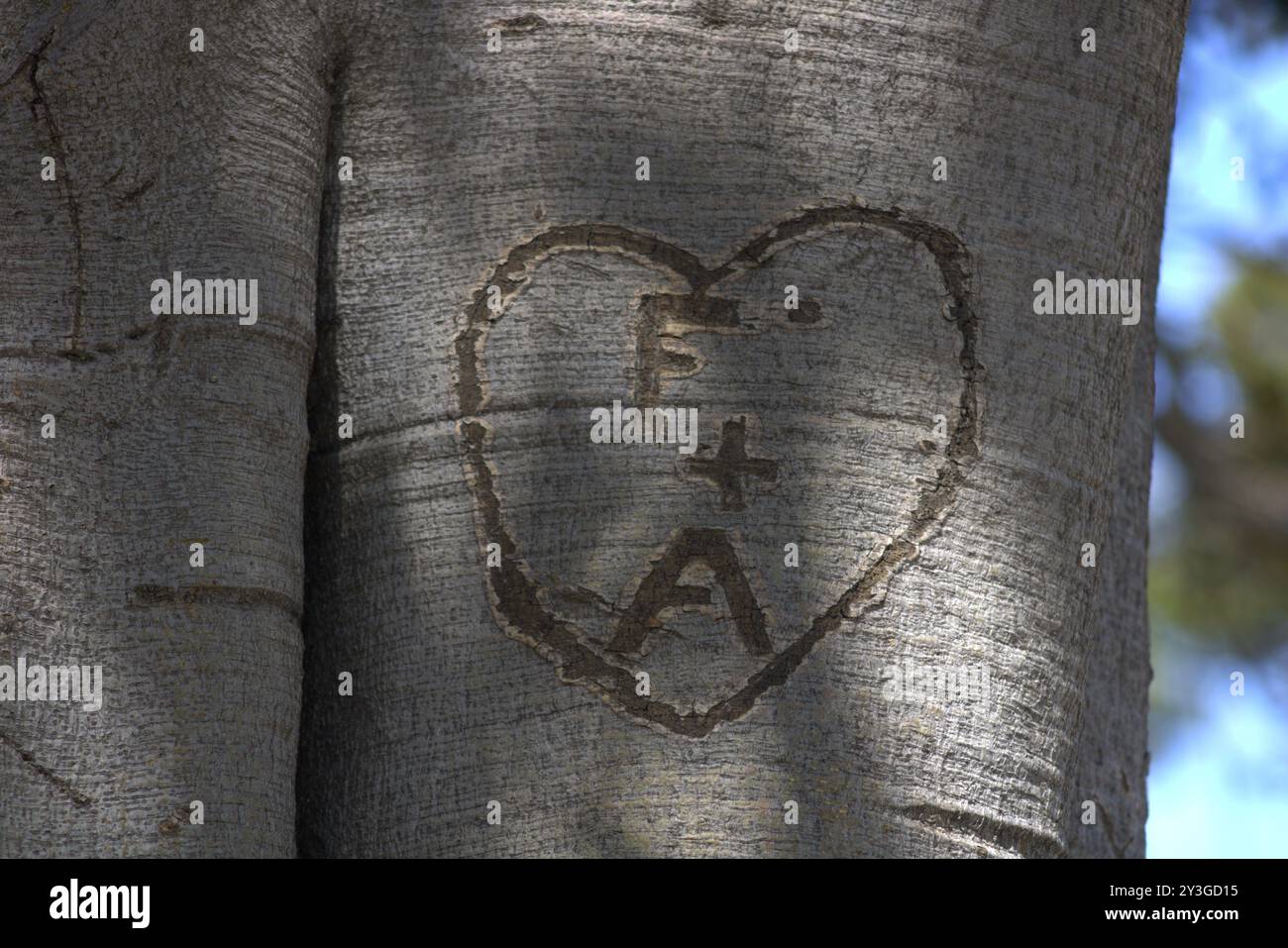Romantische Initialen für Paare in Baumstamm gehauen Stockfoto