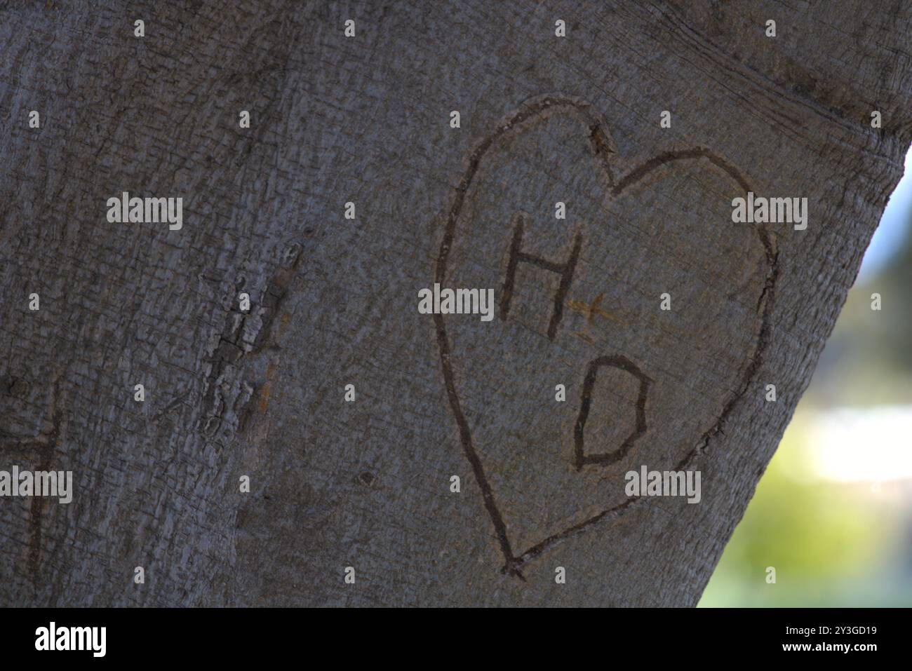 Romantische Initialen für Paare in Baumstamm gehauen Stockfoto