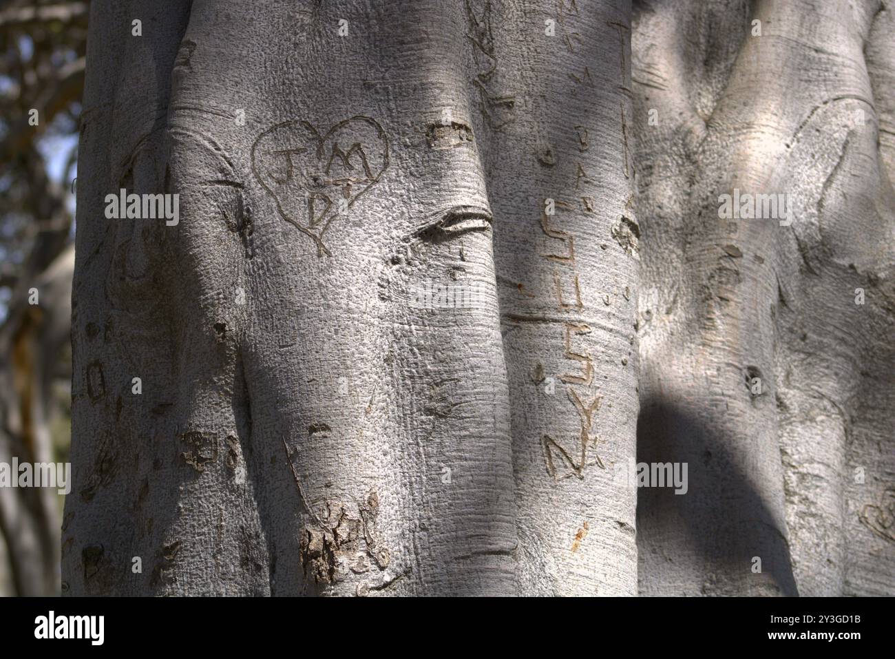 Romantische Initialen für Paare in Baumstamm gehauen Stockfoto