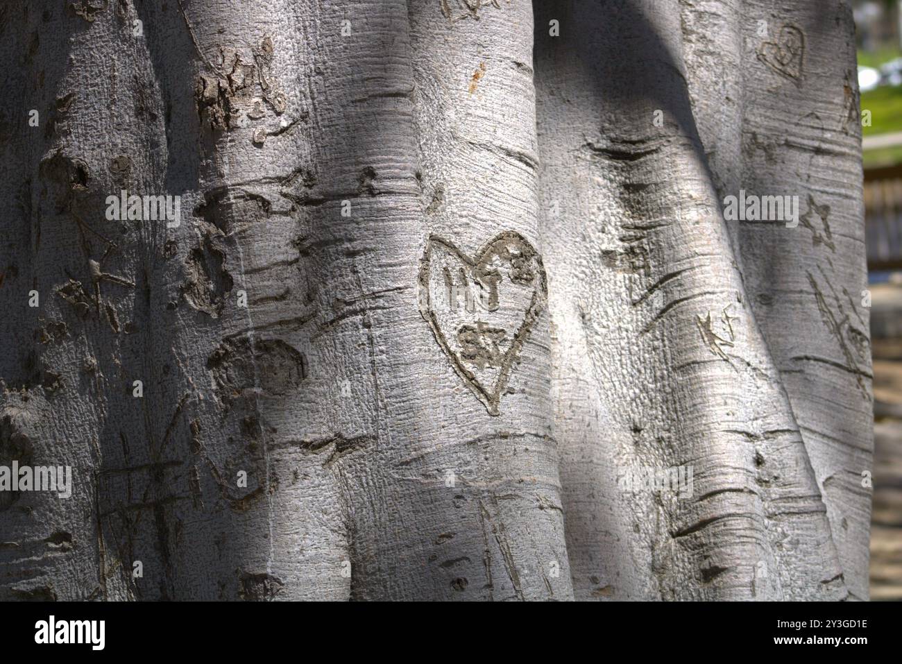 Romantische Initialen für Paare in Baumstamm gehauen Stockfoto