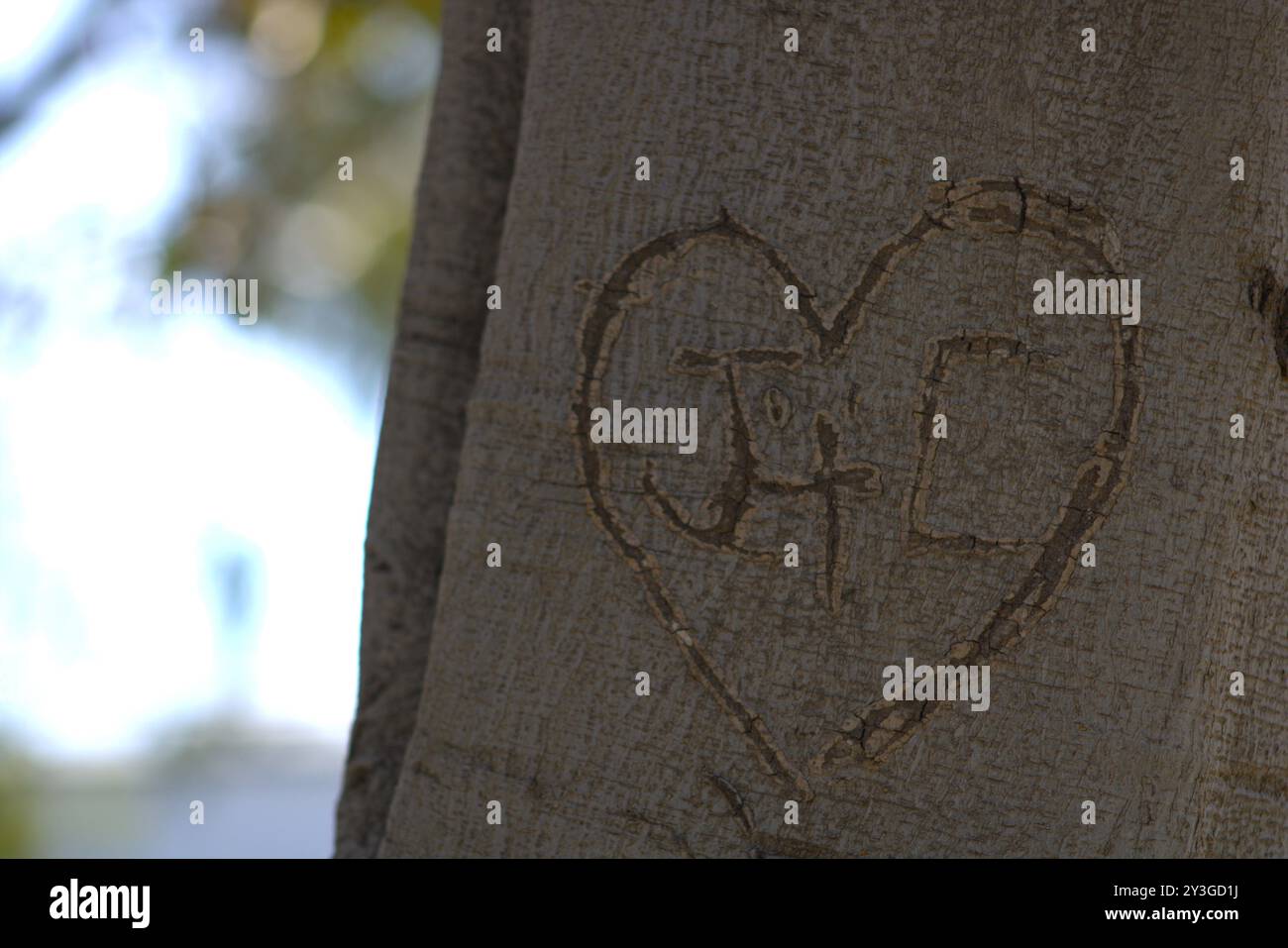 Romantische Initialen für Paare in Baumstamm gehauen Stockfoto