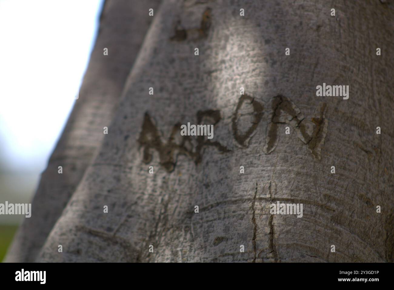 Romantische Initialen für Paare in Baumstamm gehauen Stockfoto
