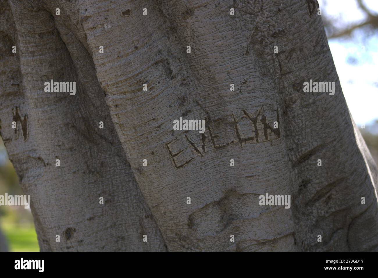 Romantische Initialen für Paare in Baumstamm gehauen Stockfoto