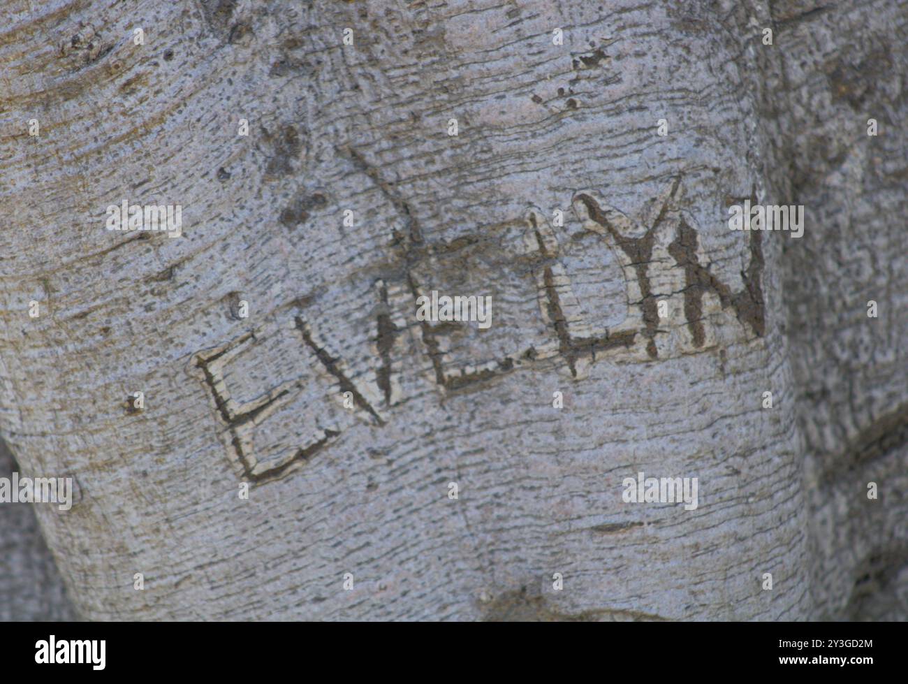 Romantische Initialen für Paare in Baumstamm gehauen Stockfoto