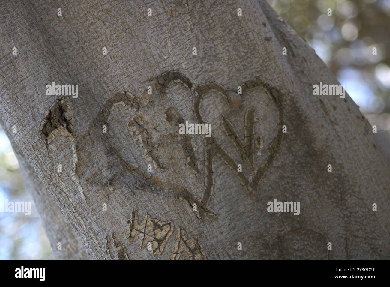 Romantische Initialen für Paare in Baumstamm gehauen Stockfoto