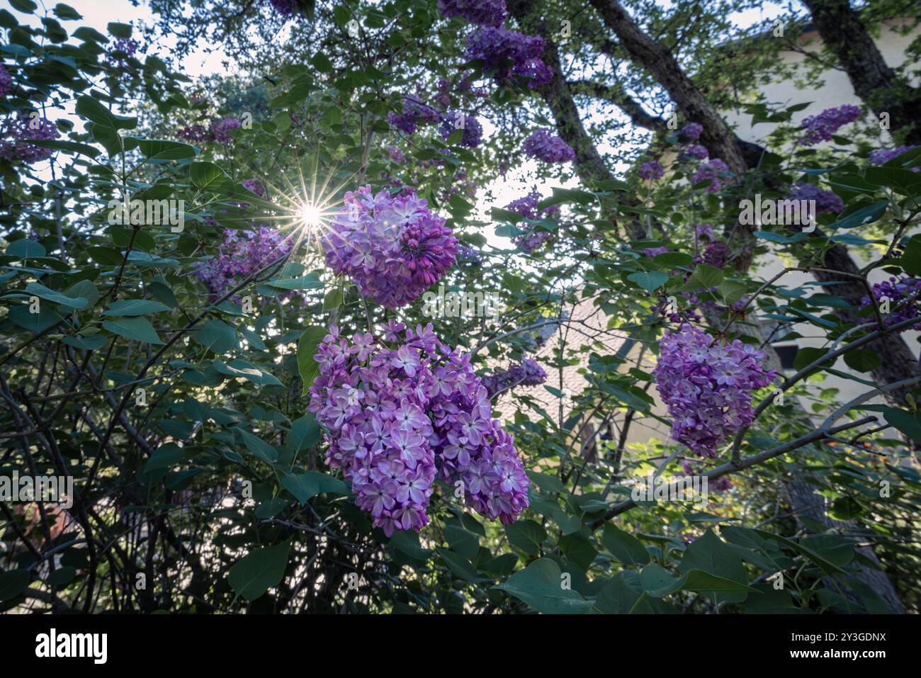 Garten im Garten in Blüte mit einem Sonnenstern. Stockfoto