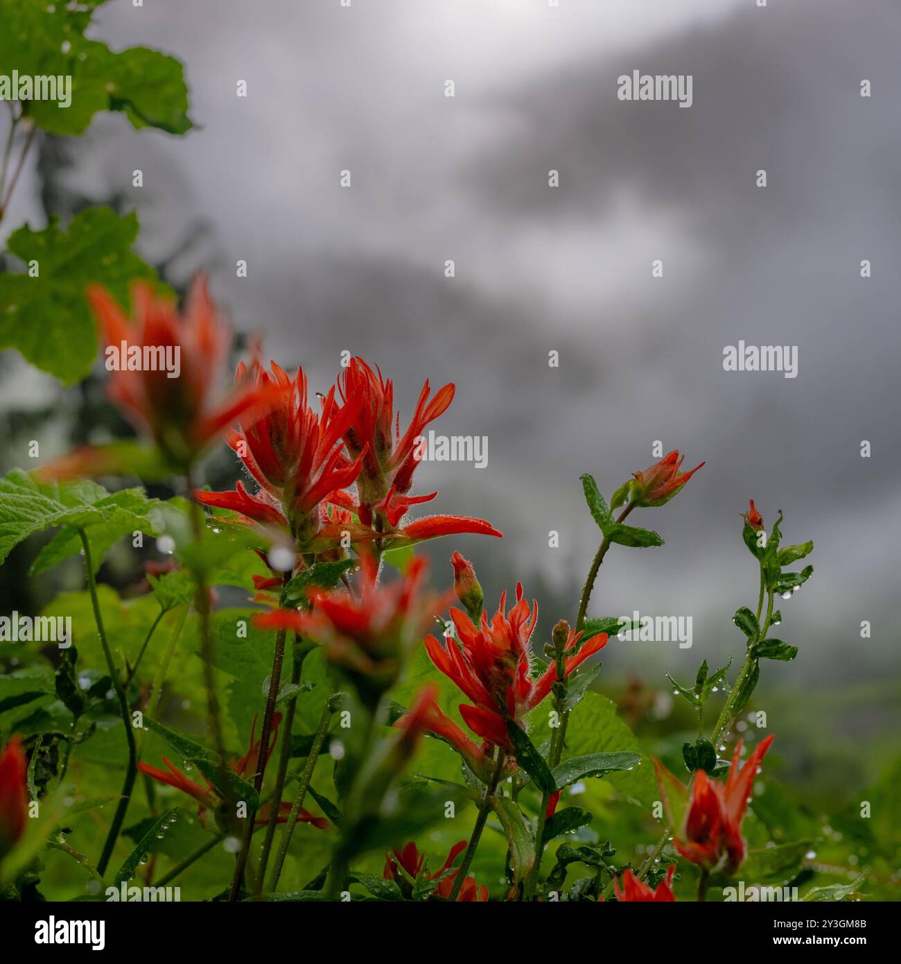 Red Paintbrush und Drops of Rain entlang des Wonderland Trail Stockfoto