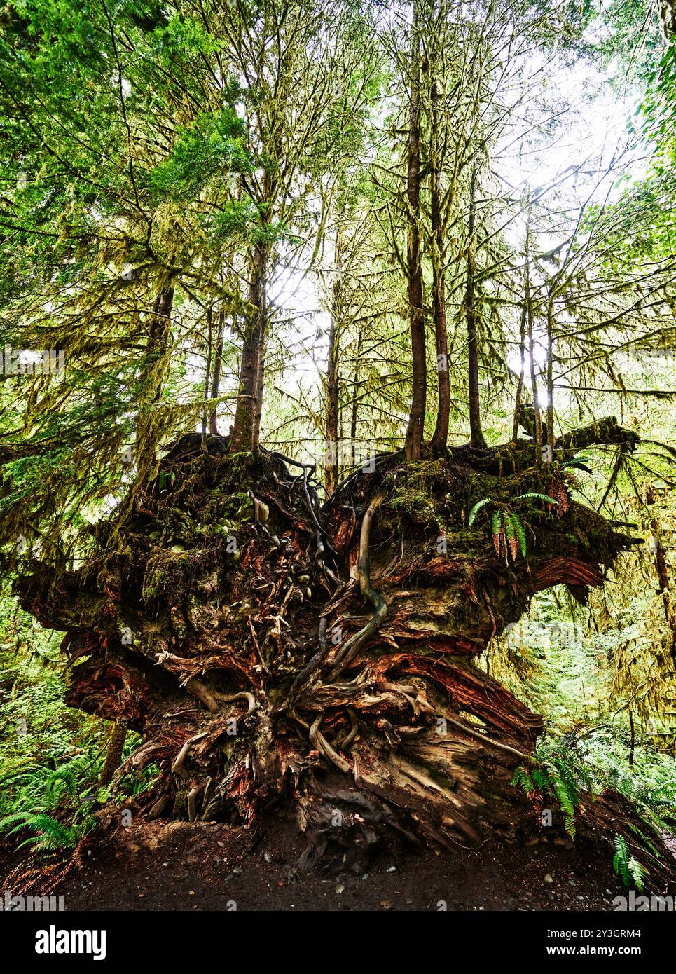 Hall of Moses Trail, Hoh Regenwald, Olympic National Park, Washington State Stockfoto