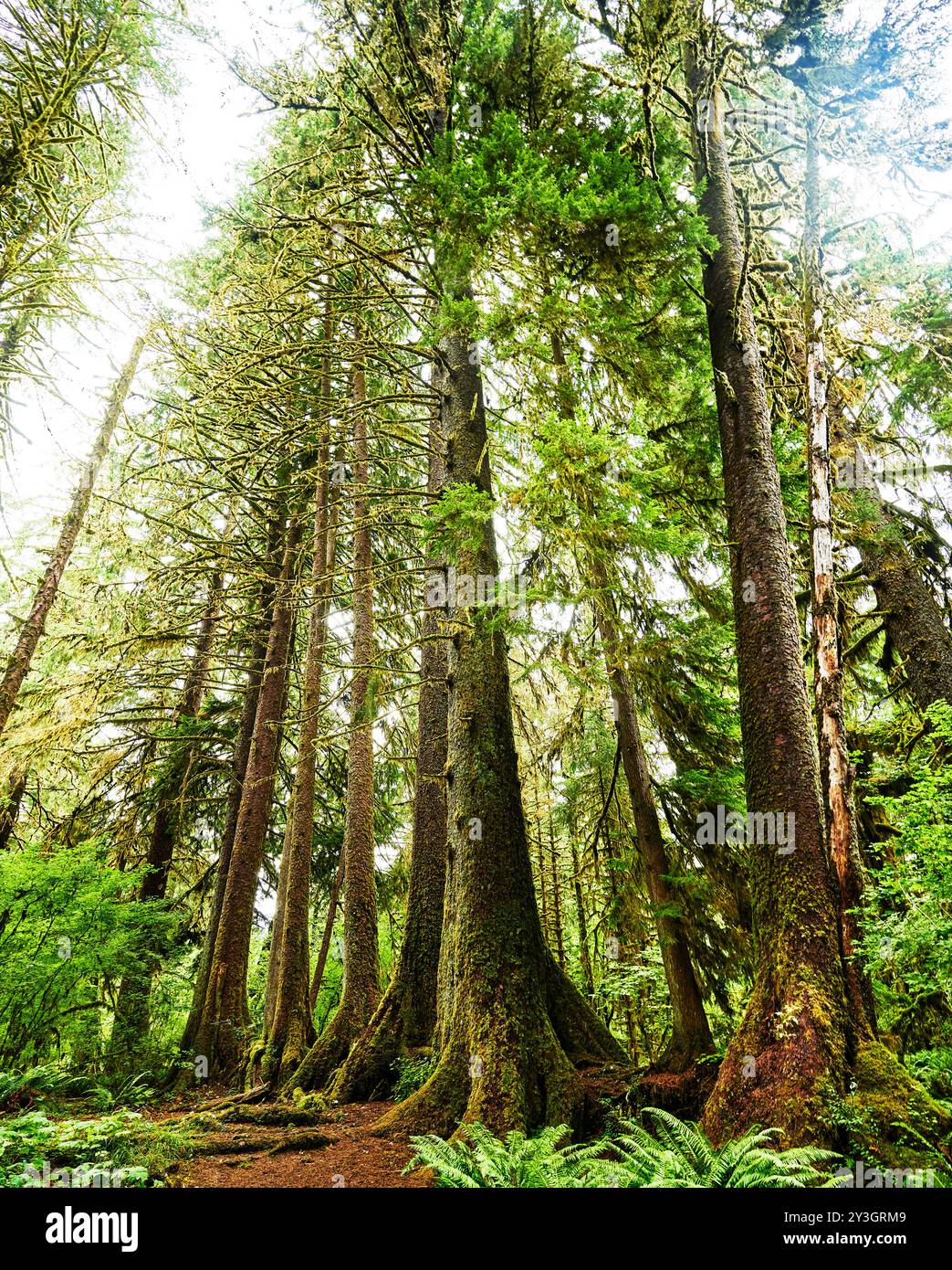 Hall of Moses Trail, Hoh Regenwald, Olympic National Park, Washington State Stockfoto