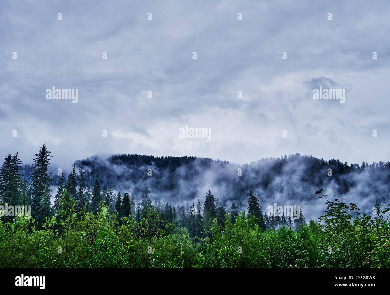 Blick vom Hoh River Trail, Olympic National Park, Washington State Stockfoto