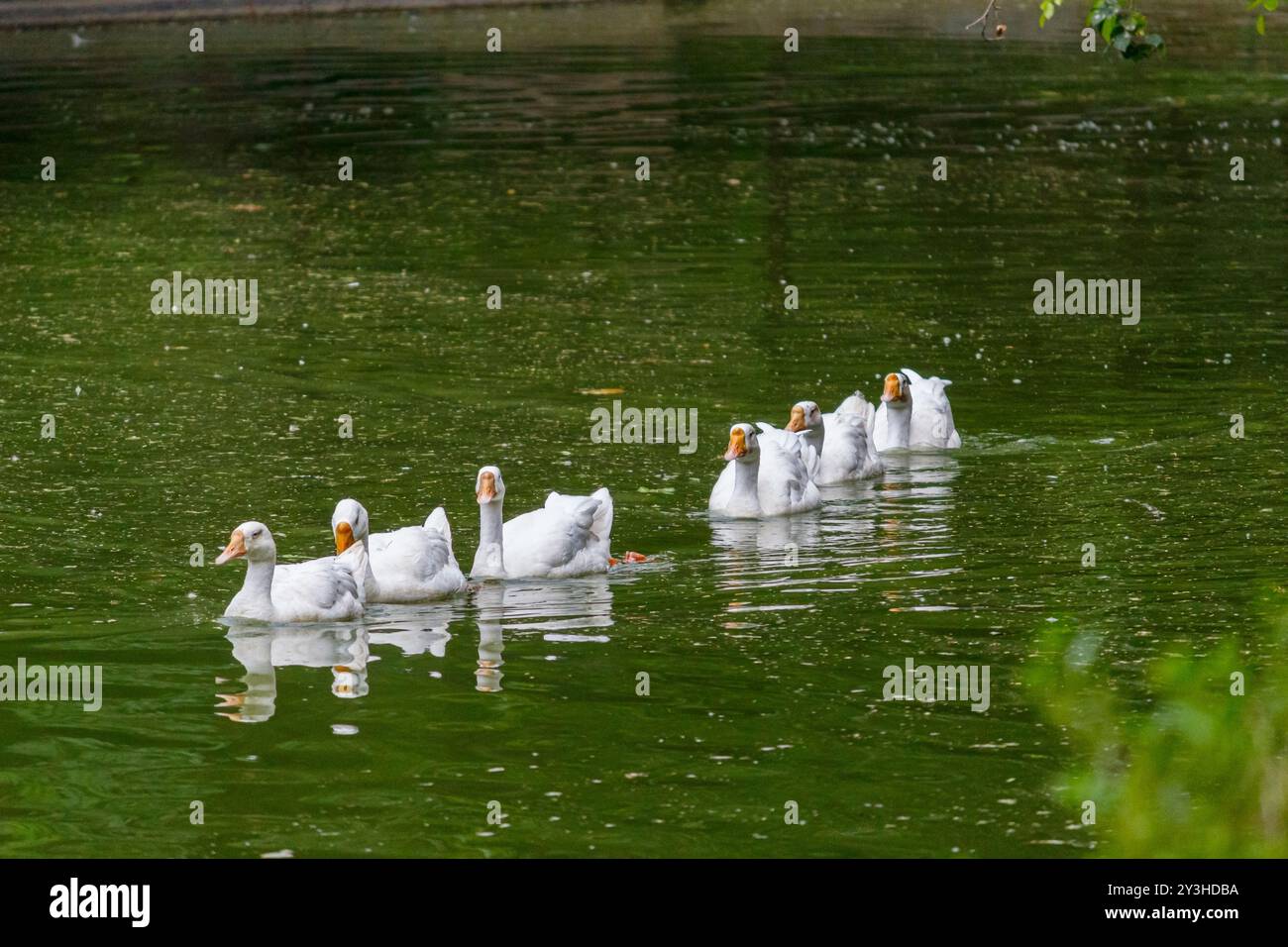 Gruppe von Weißen Gänsen, die in einer Linie schwimmen Stockfoto
