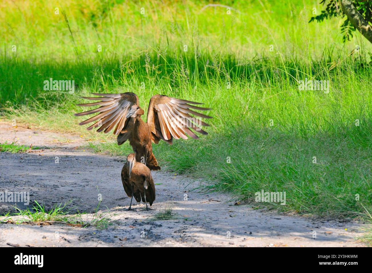 HAMERKOP-Scopus Regenschirm - Viktoriasee - Uganda Stockfoto