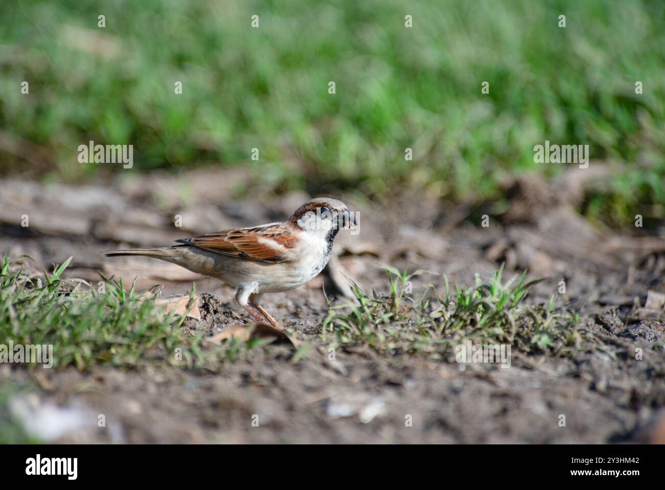 HOUSE SPARROW - Passer - domesticus - Uganda Stockfoto