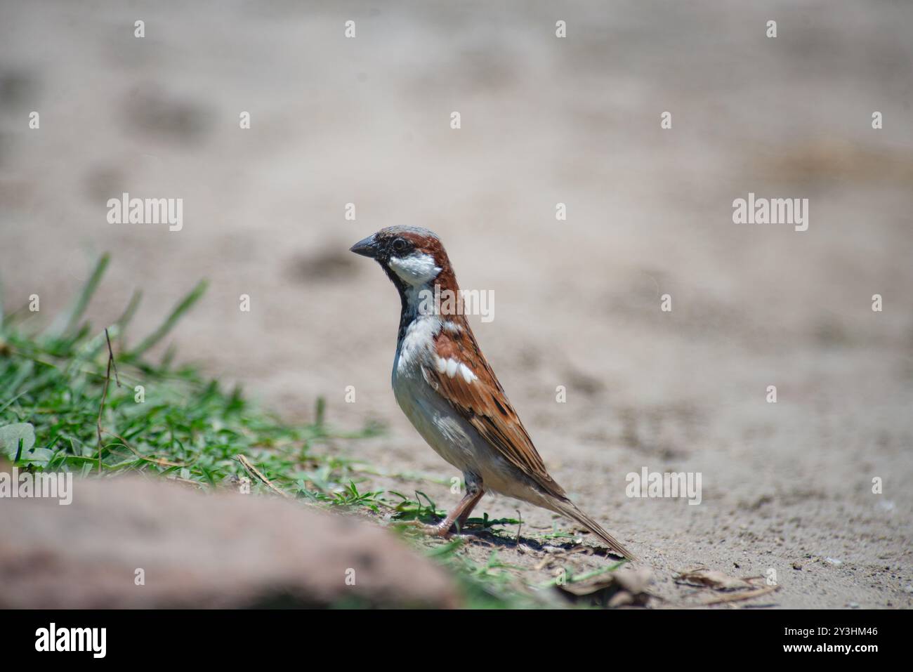 HOUSE SPARROW - Passer - domesticus - Uganda Stockfoto