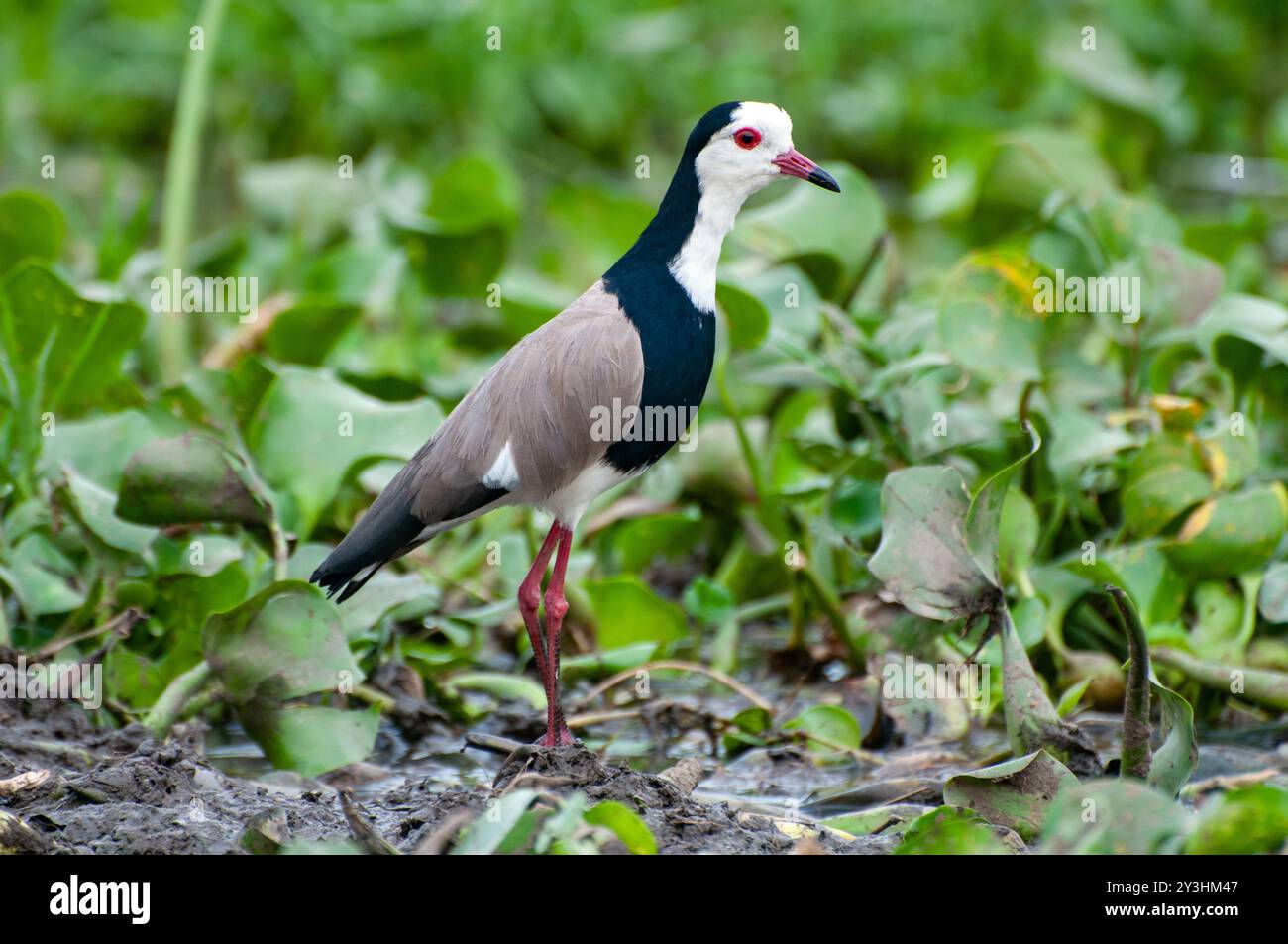 Long-Toed Lapwing am Victoria Lake Uganda Stockfoto
