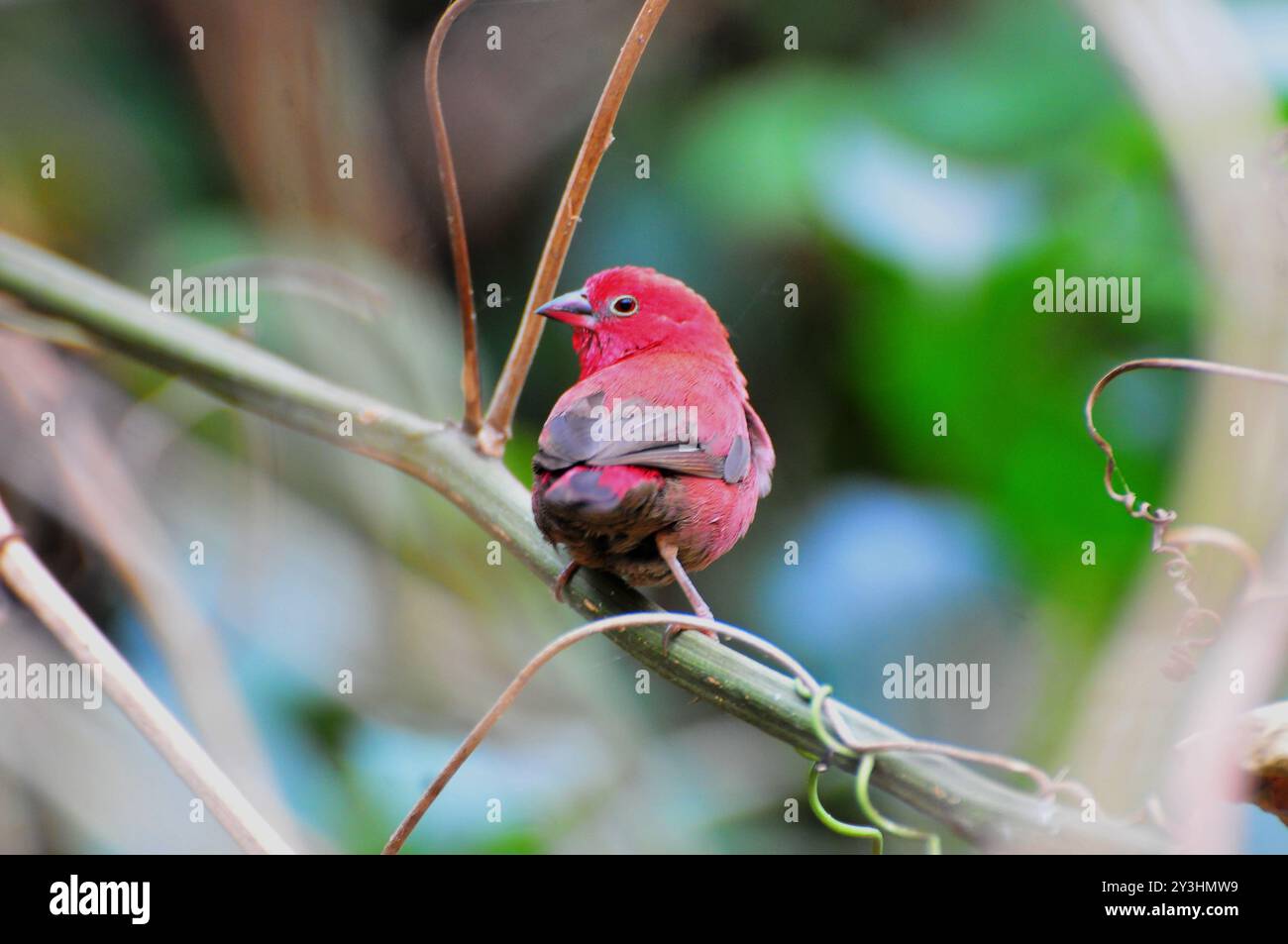 Purple Grenadier Granatina Ianthinogaster- Amudat-Karamoja Uganda Stockfoto