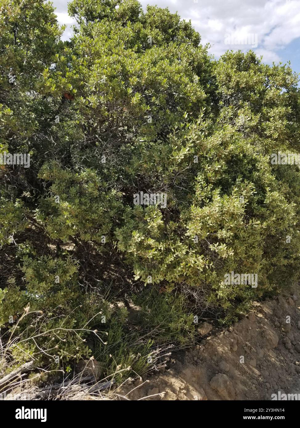 Müllereiche (Quercus cornelius-mulleri) Plantae Stockfoto