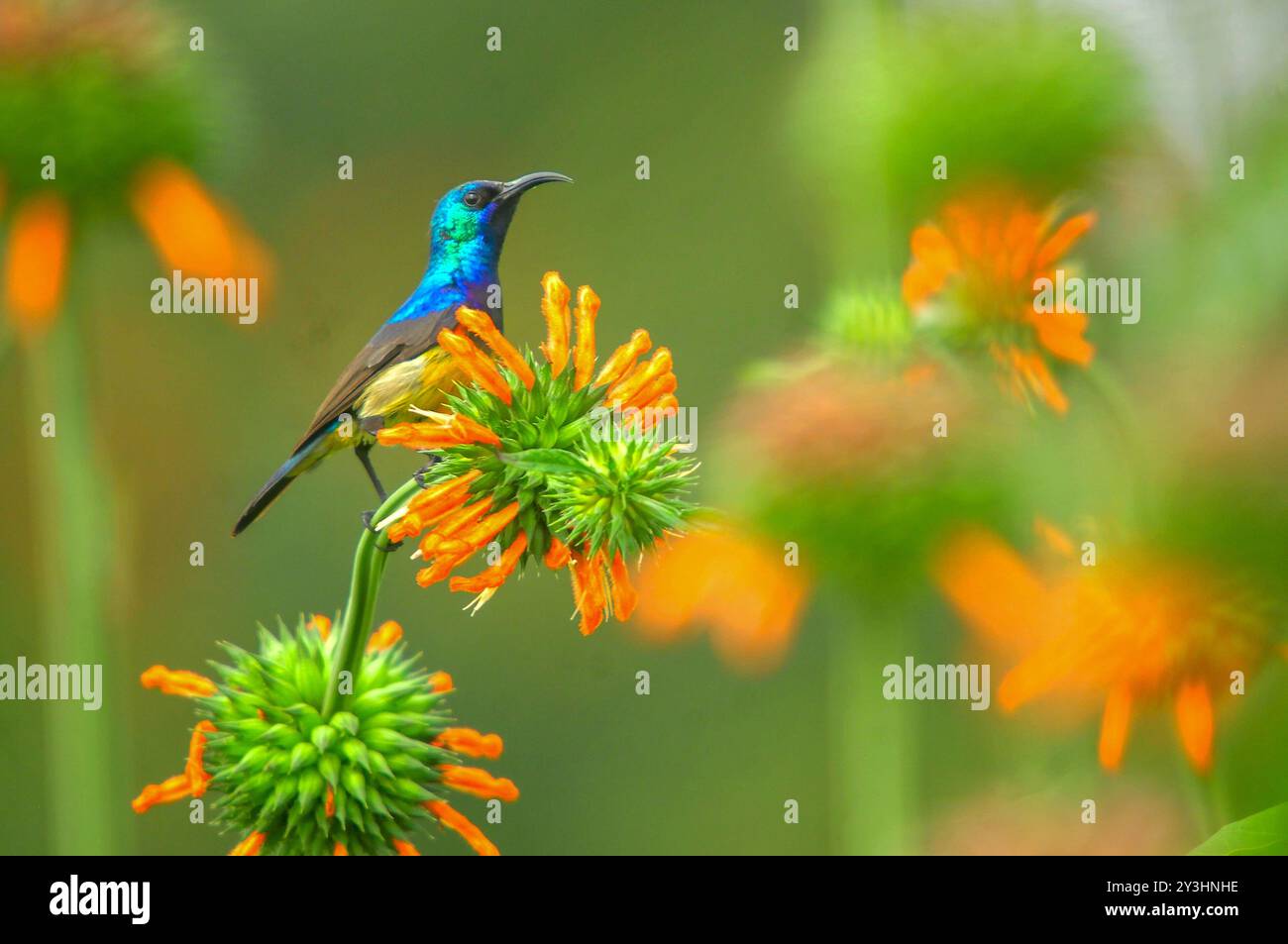 VARIABLE SUNBIRD - Cinnyris vemusta - Uganda Stockfoto