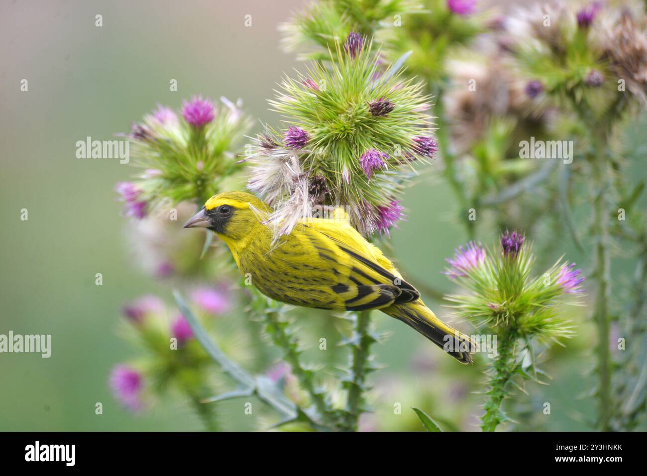 West Citril – Serinus frontalis – Kisoro (4) Stockfoto