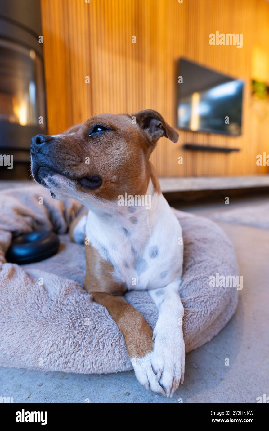 Zu Hause, Hund auf gemütlichem Bett, Blick weg in modernes Wohnzimmer Stockfoto