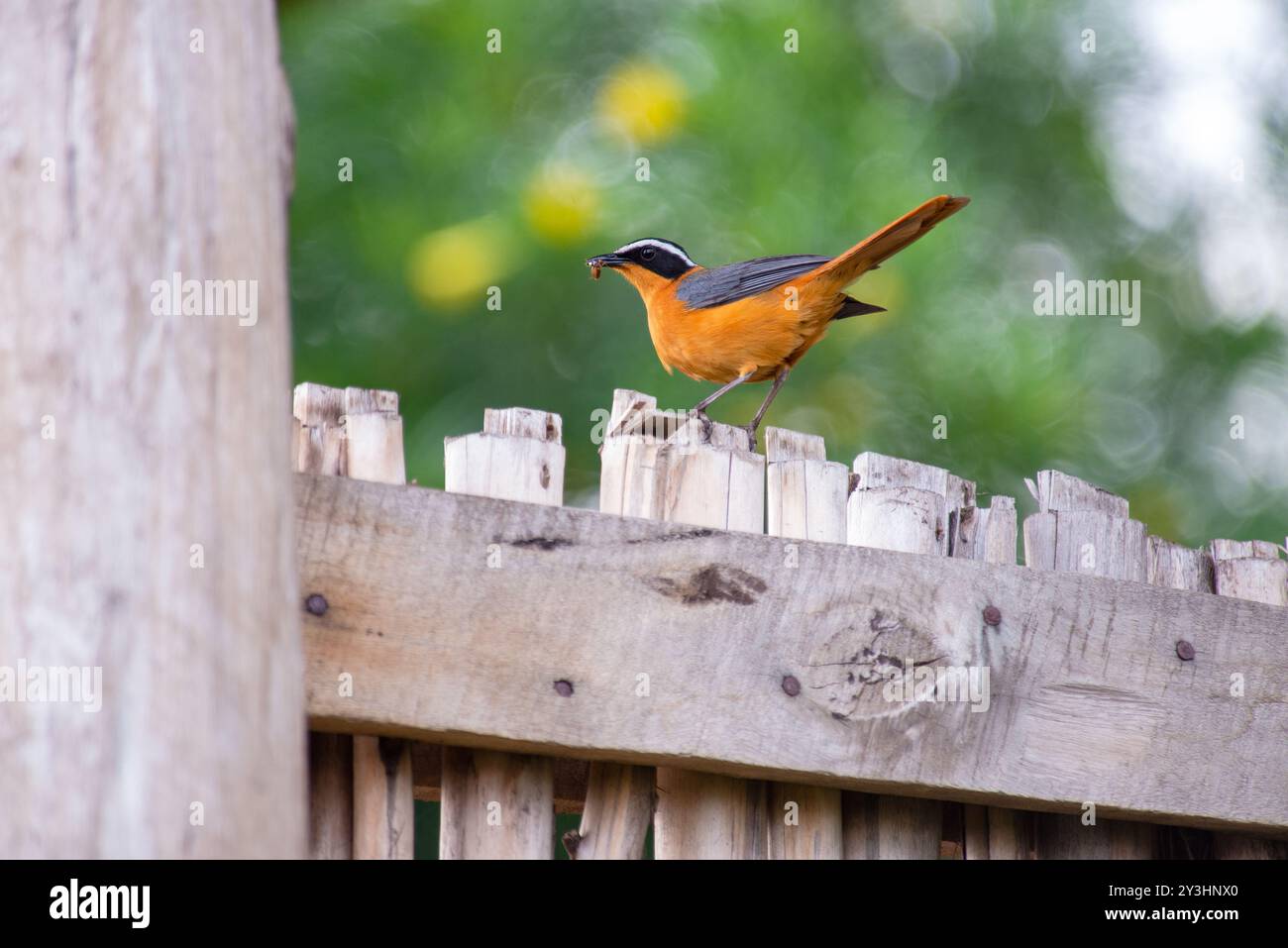 WEISSBRAUEN-ROBIN-CHAT - Cossypha heuglin i- Uganda Stockfoto