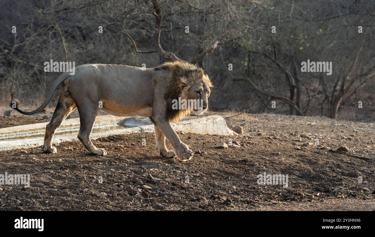 Schöner asiatischer Löwe in der Nähe eines Wasserkörpers. Der GIR-Nationalpark in Gujarat, Indien, ist die Heimat der letzten verbliebenen asiatischen Löwen der Welt Stockfoto