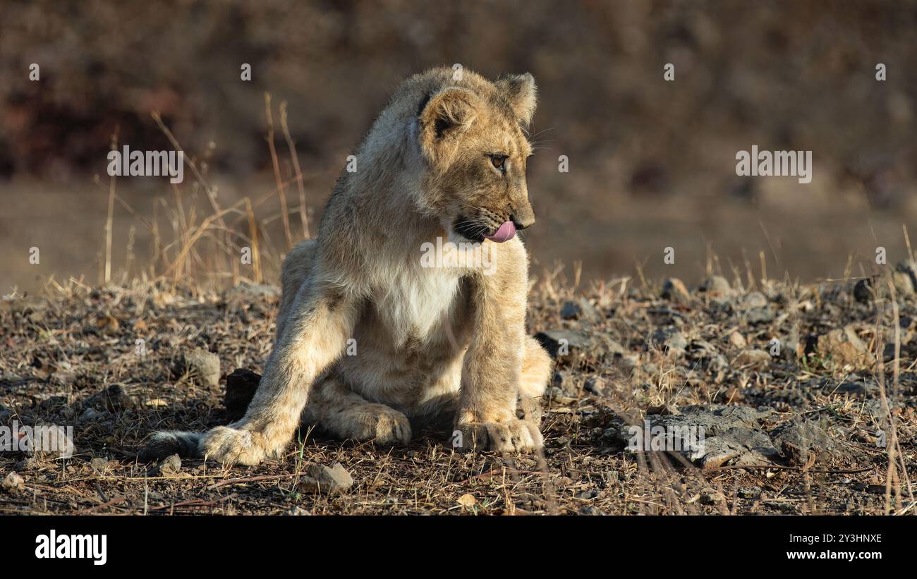 Niedliches Löwenjunges, das Sonnenbad genießt. Der GIR-Nationalpark in Gujarat, Indien, ist die Heimat der letzten verbliebenen asiatischen Löwen der Welt. Stockfoto