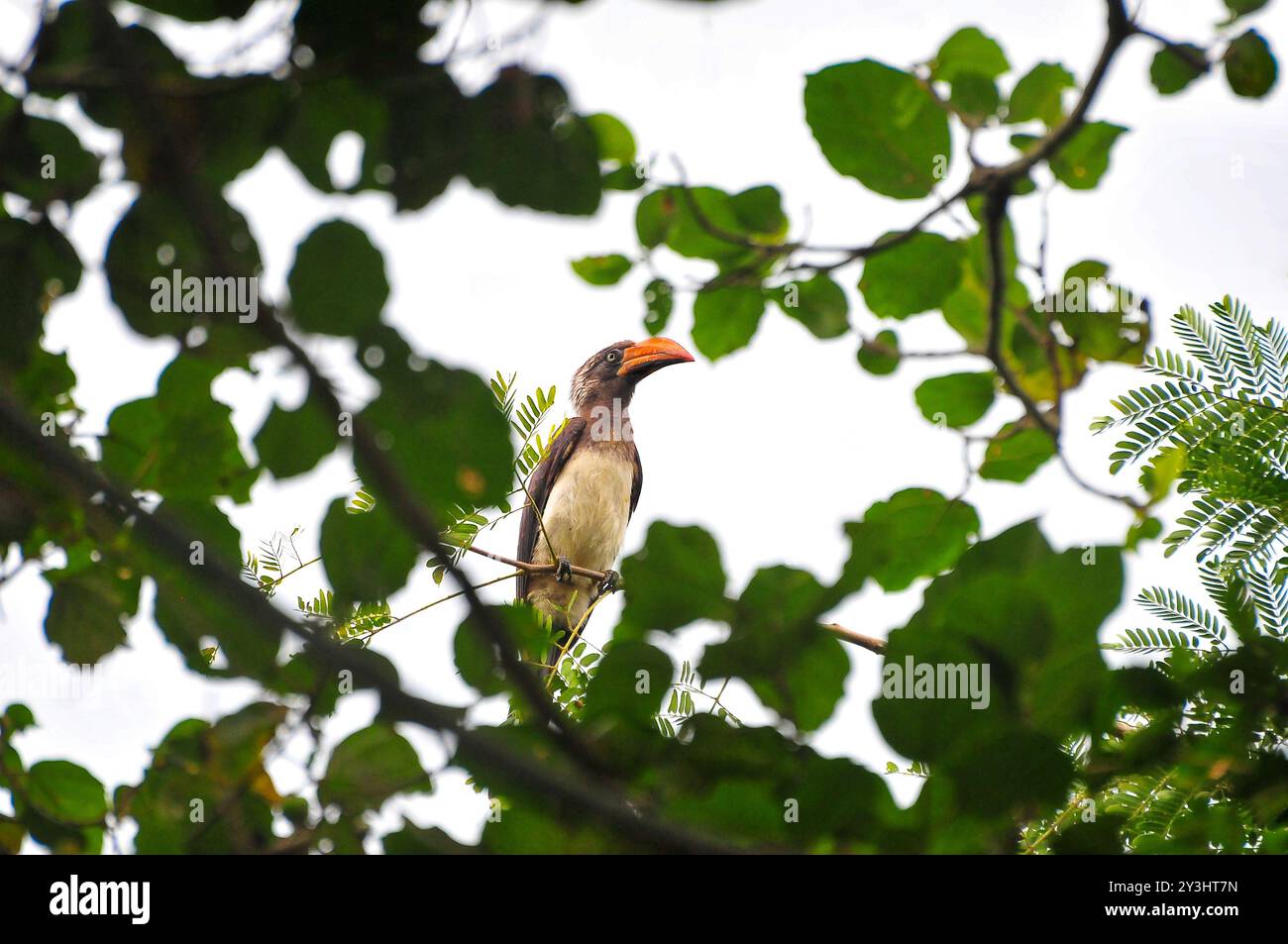 GEKRÖNTER NASHORNVOGEL - Tockus alboterminatus - Uganda Stockfoto