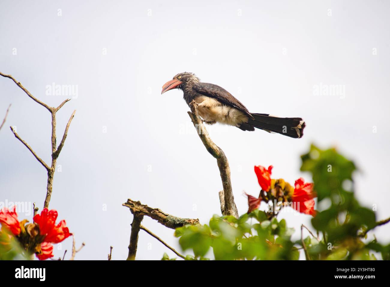 GEKRÖNTER NASHORNVOGEL - Tockus alboterminatus - Uganda Stockfoto