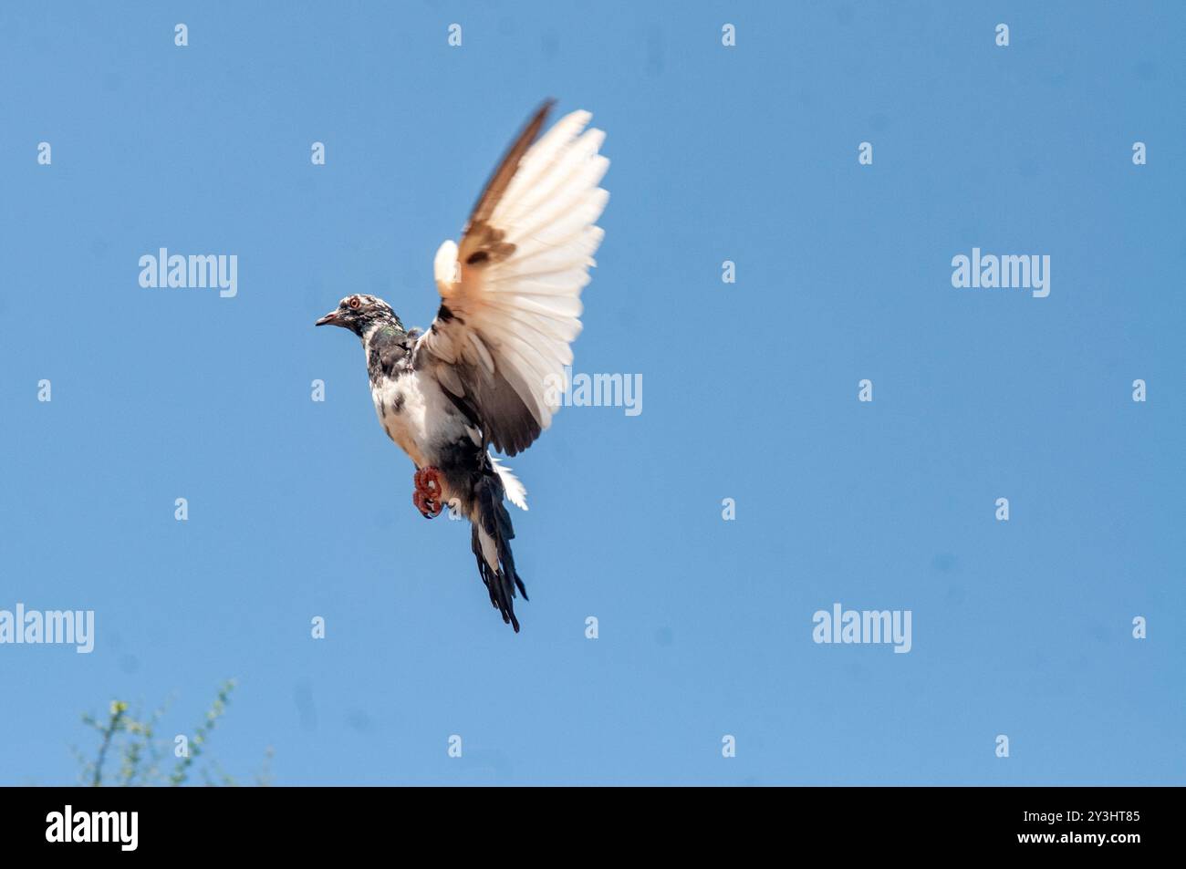 WILDTAUBE - Columba Livia - Uganda Stockfoto