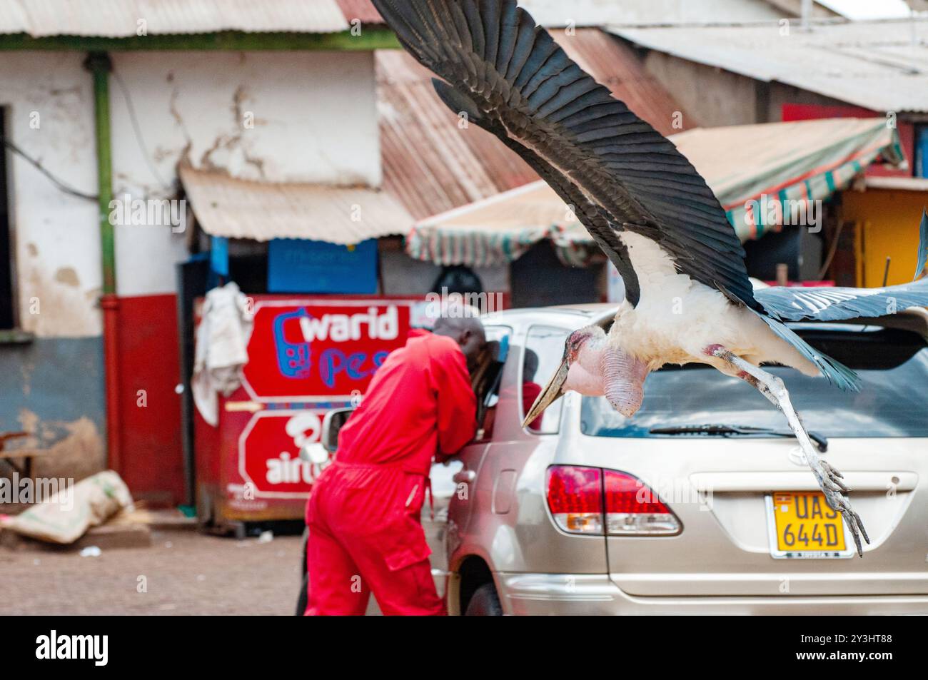 MARABOUSTORCH (Leptoptilos crumeniferus) - Kampala Uganda Stockfoto