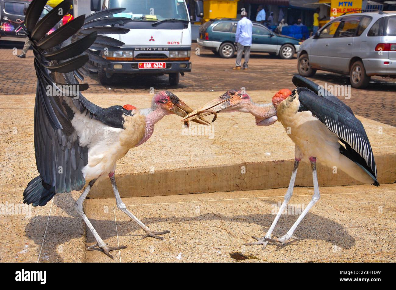 MARABOUSTORCH - Leptoptilos crumeniferus - Kampala Uganda Stockfoto